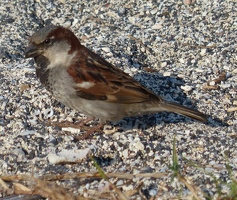 House Sparrow, male